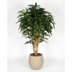 Ficus Longifolia artificiale tronco Mediterraneo