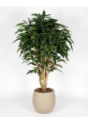 Ficus Longifolia artificiale tronco Mediterraneo
