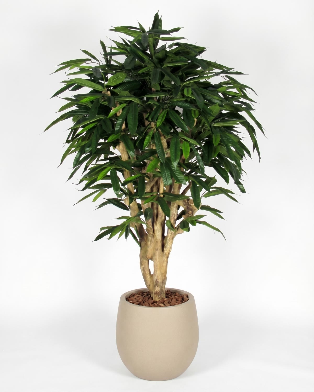 Ficus Longifolia artificiale tronco Mediterraneo