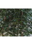 Ficus Luxe Giant Seminaturale • Verde • Tronco Mansanisi Bosco • H. da 3,5 a 5 m