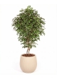 Ficus Luxe Seminaturale • Variegato • Tronco Bosco Giant