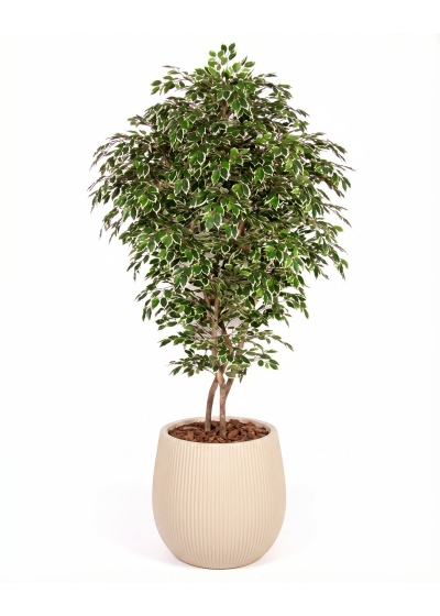 Ficus Luxe Seminaturale • Variegato • Tronco Bosco Giant