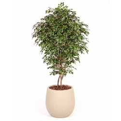 Ficus Luxe Seminaturale • Variegato • Tronco Bosco Giant