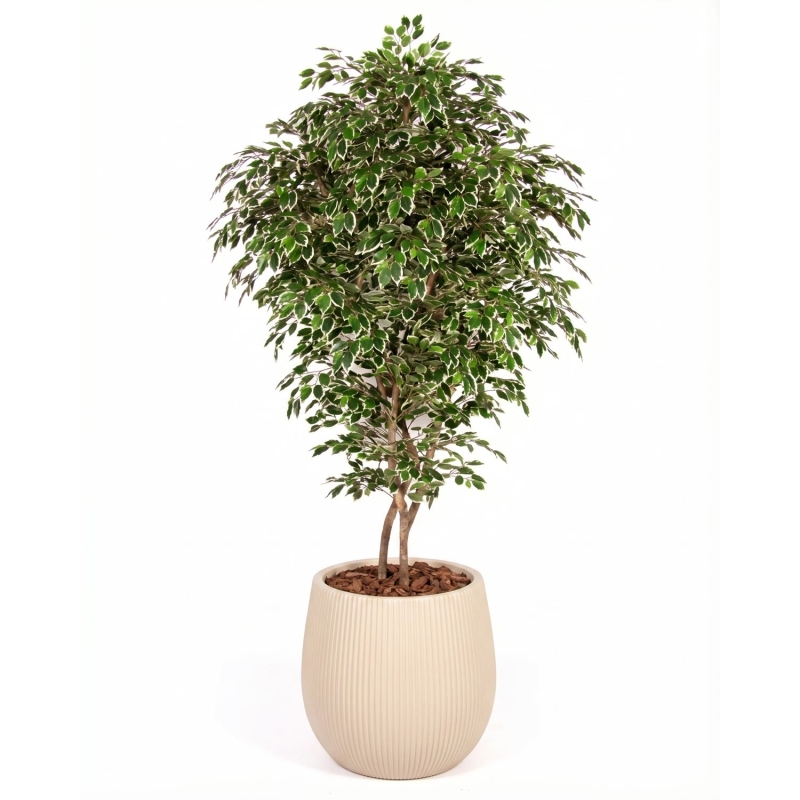 Ficus Luxe Seminaturale • Variegato • Tronco Bosco Giant
