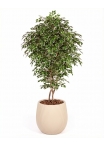 Ficus Luxe Seminaturale • Variegato • Tronco Bosco Giant