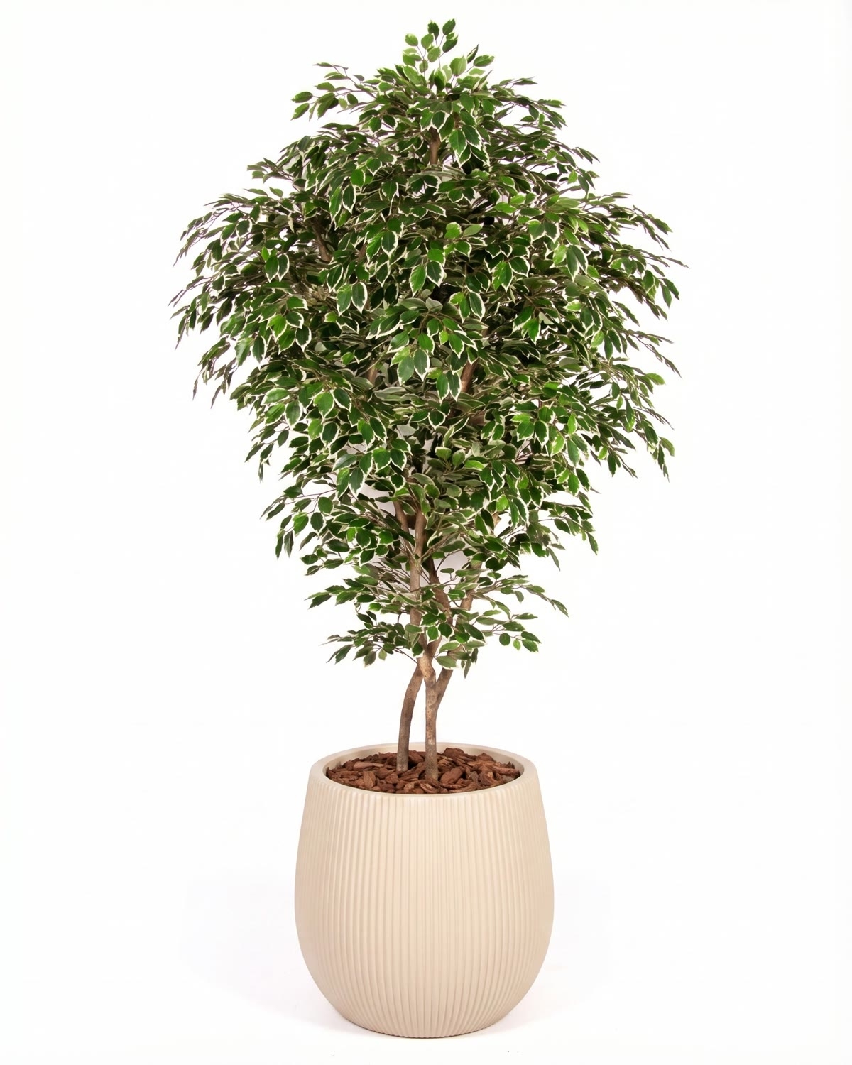 Ficus Luxe Seminaturale • Variegato • Tronco Bosco Giant