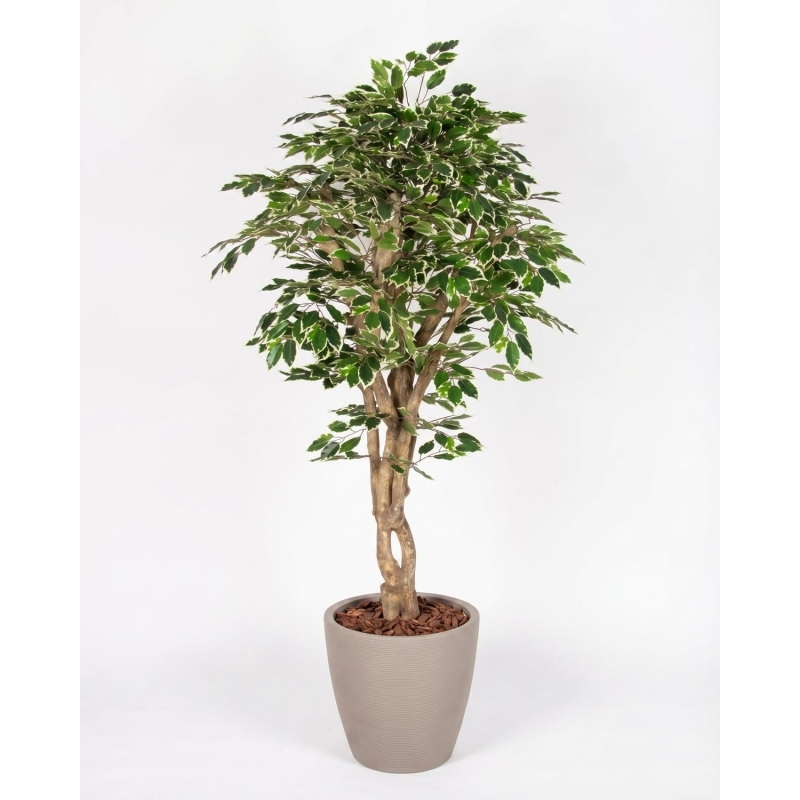 Ficus Luxe Seminaturale • Variegato • Tronco Mediterraneo