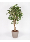 Ficus Luxe Seminaturale &bull; Variegato &bull; Tronco Mediterraneo