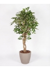 Ficus Luxe Seminaturale • Variegato • Tronco Mediterraneo