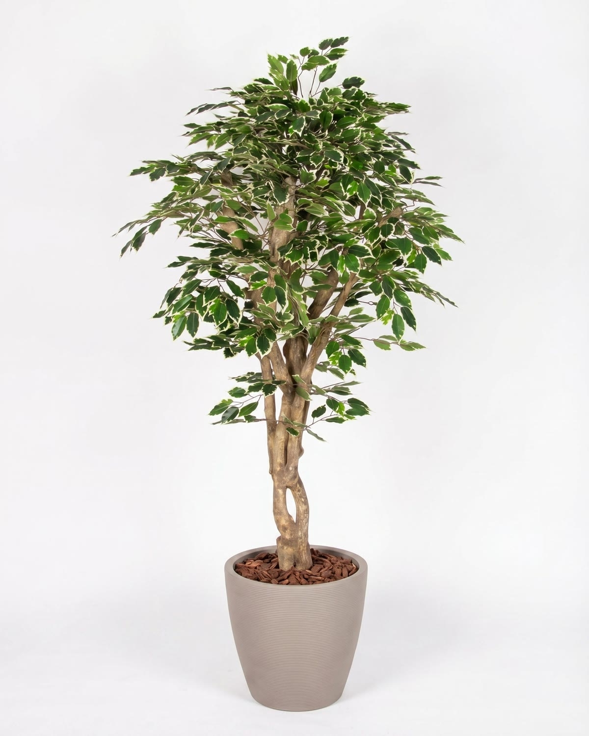 Ficus Luxe Seminaturale • Variegato • Tronco Mediterraneo