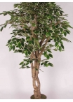 Ficus Luxe Seminaturale • Variegato • Tronco Mediterraneo