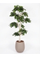 Ficus Luxe Seminaturale • Verde • Tronco Japan • H. 185 cm