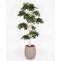 Ficus Luxe Seminaturale • Verde • Tronco Japan • H. 185 cm