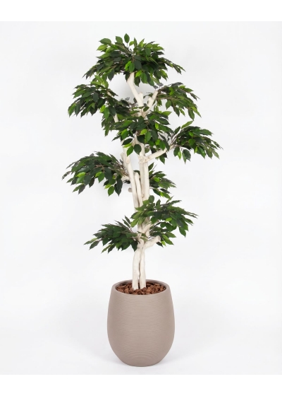 Ficus Luxe Seminaturale • Verde • Tronco Japan • H. 185 cm