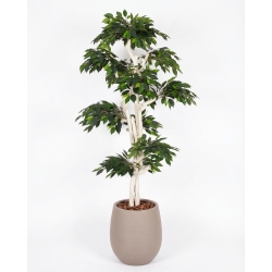 Ficus Luxe Seminaturale • Verde • Tronco Japan • H. 185 cm