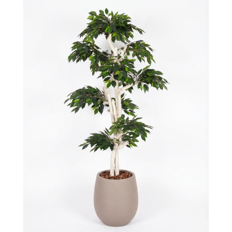 Ficus Luxe Seminaturale • Verde • Tronco Japan • H. 185 cm