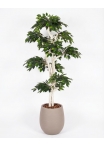 Ficus Luxe Seminaturale • Verde • Tronco Japan • H. 185 cm