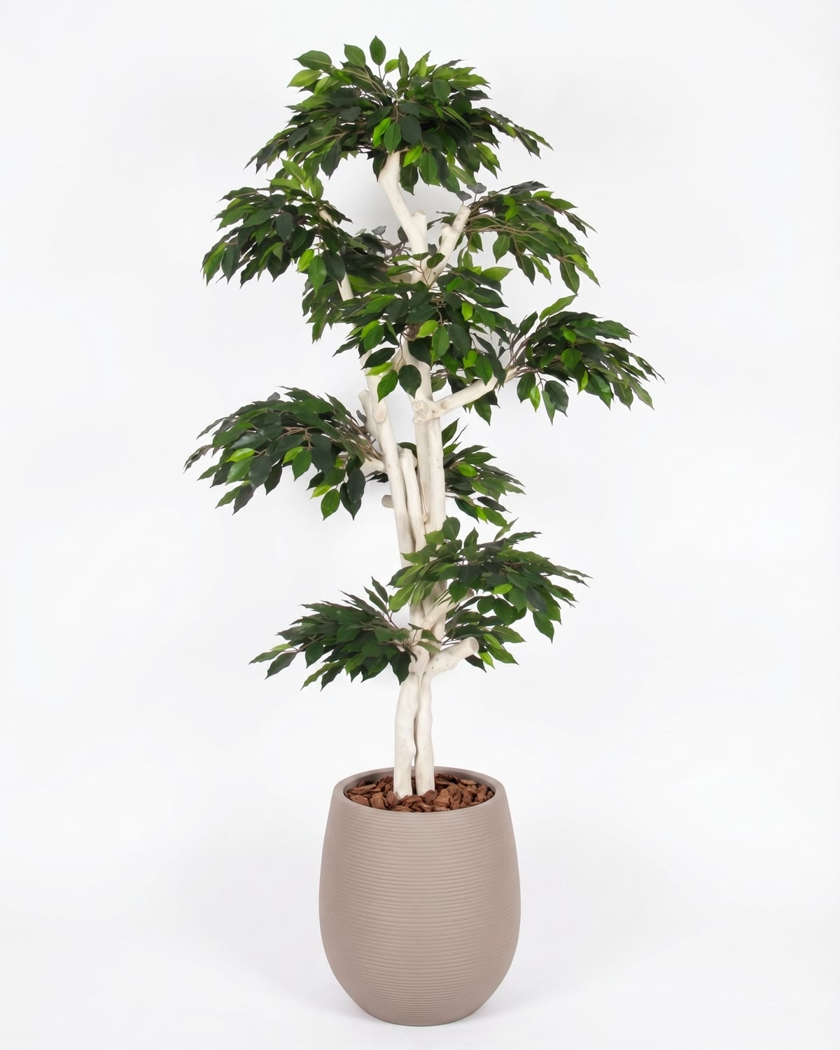Ficus Luxe Seminaturale • Verde • Tronco Japan • H. 185 cm