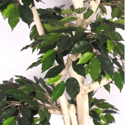 Ficus Luxe Seminaturale • Verde • Tronco Japan • H. 185 cm