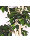 Ficus Luxe Seminaturale • Verde • Tronco Japan • H. 185 cm