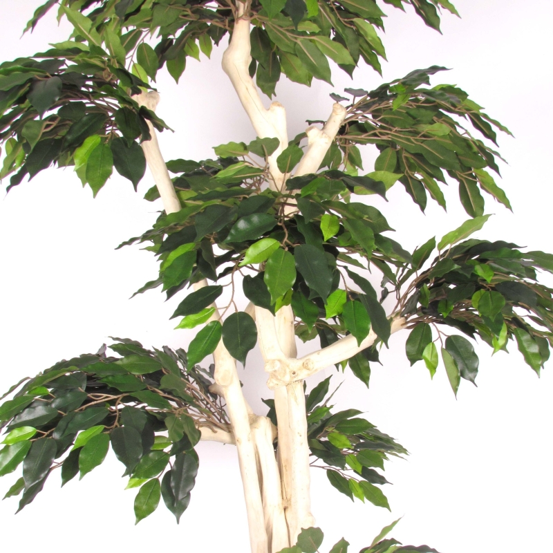Ficus Luxe Seminaturale • Verde • Tronco Japan • H. 185 cm