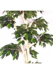 Ficus Luxe Seminaturale • Verde • Tronco Japan • H. 185 cm