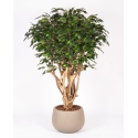 Ficus Luxe Seminaturale • Verde • Tronco Tobago • H. 200 cm