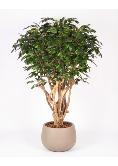Ficus Luxe Seminaturale • Verde • Tronco Tobago • H. 200 cm