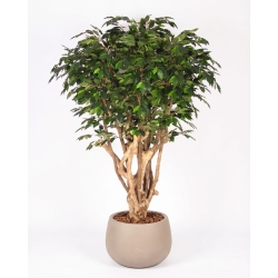 Ficus Luxe Seminaturale • Verde • Tronco Tobago • H. 200 cm