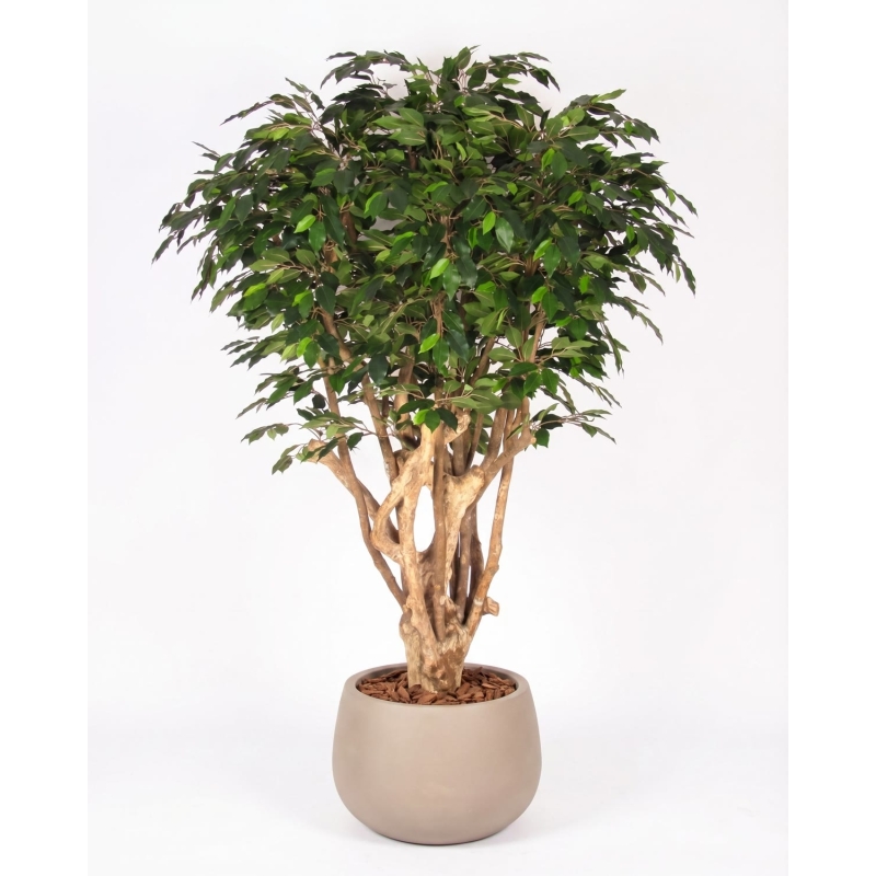 Ficus Luxe Seminaturale • Verde • Tronco Tobago • H. 200 cm