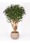 Ficus Luxe Seminaturale • Verde • Tronco Tobago • H. 200 cm