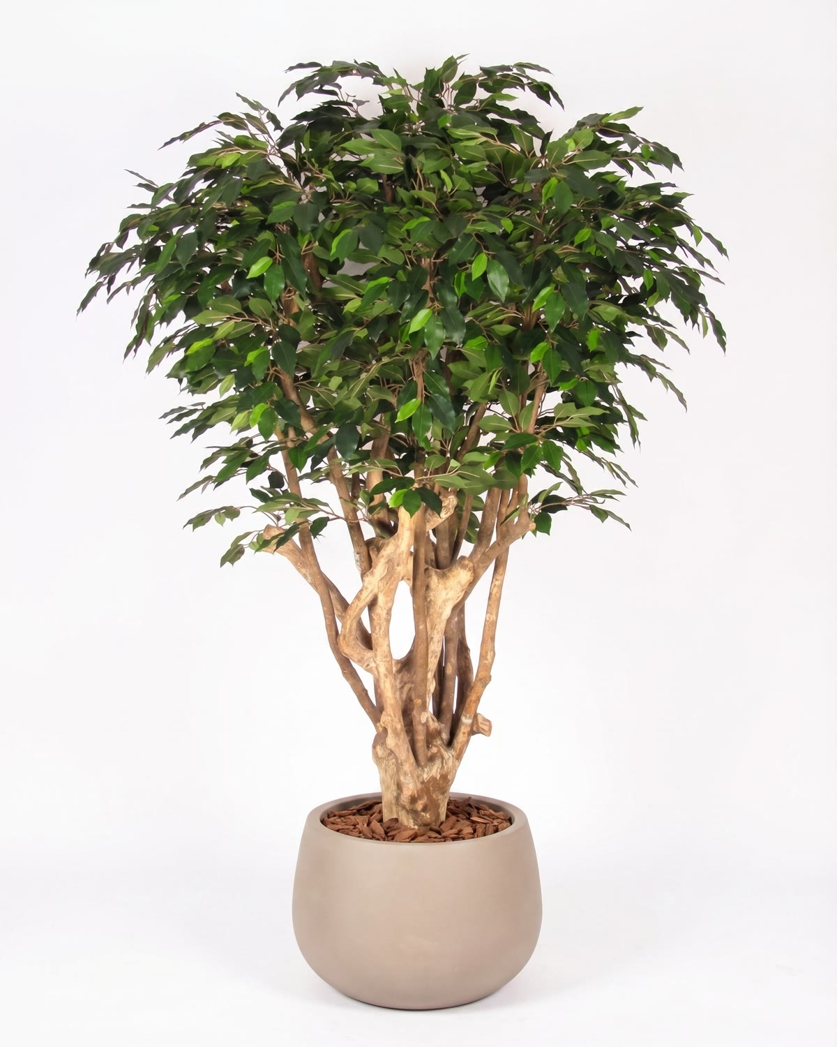 Ficus Luxe Seminaturale • Verde • Tronco Tobago • H. 200 cm
