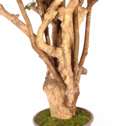 Ficus Luxe Seminaturale • Verde • Tronco Tobago • H. 200 cm
