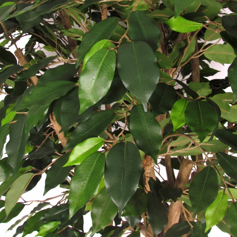 Ficus Luxe Seminaturale • Verde • Tronco Tobago • H. 200 cm