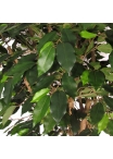 Ficus Luxe Seminaturale • Verde • Tronco Tobago • H. 200 cm