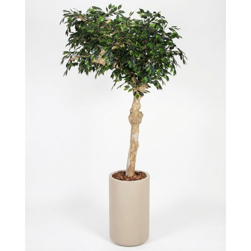Ficus Luxe Seminaturale • Verde • Tronco Umbrella