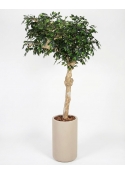 Ficus Luxe Seminaturale &bull; Verde &bull; Tronco Umbrella