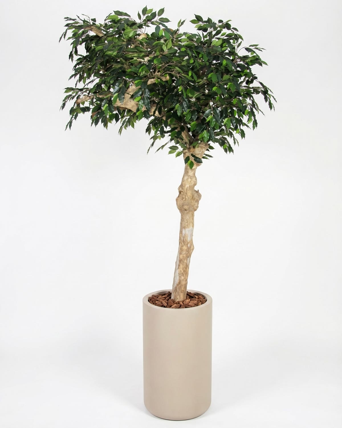 Ficus Luxe Seminaturale • Verde • Tronco Umbrella