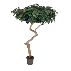 Ficus Luxe Seminaturale • Verde • Tronco Umbrella
