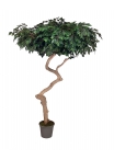 Ficus Luxe Seminaturale • Verde • Tronco Umbrella