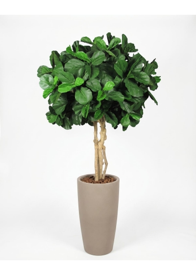 Ficus Lyrata Seminaturale • Verde • Tronco Majestic • UVR