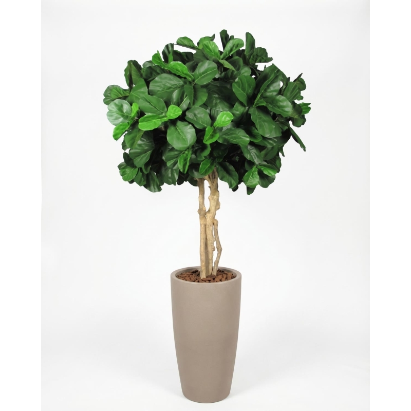 Ficus Lyrata Seminaturale • Verde • Tronco Majestic • UVR