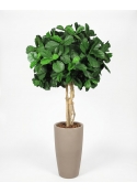 Ficus Lyrata Seminaturale • Verde • Tronco Majestic • UVR