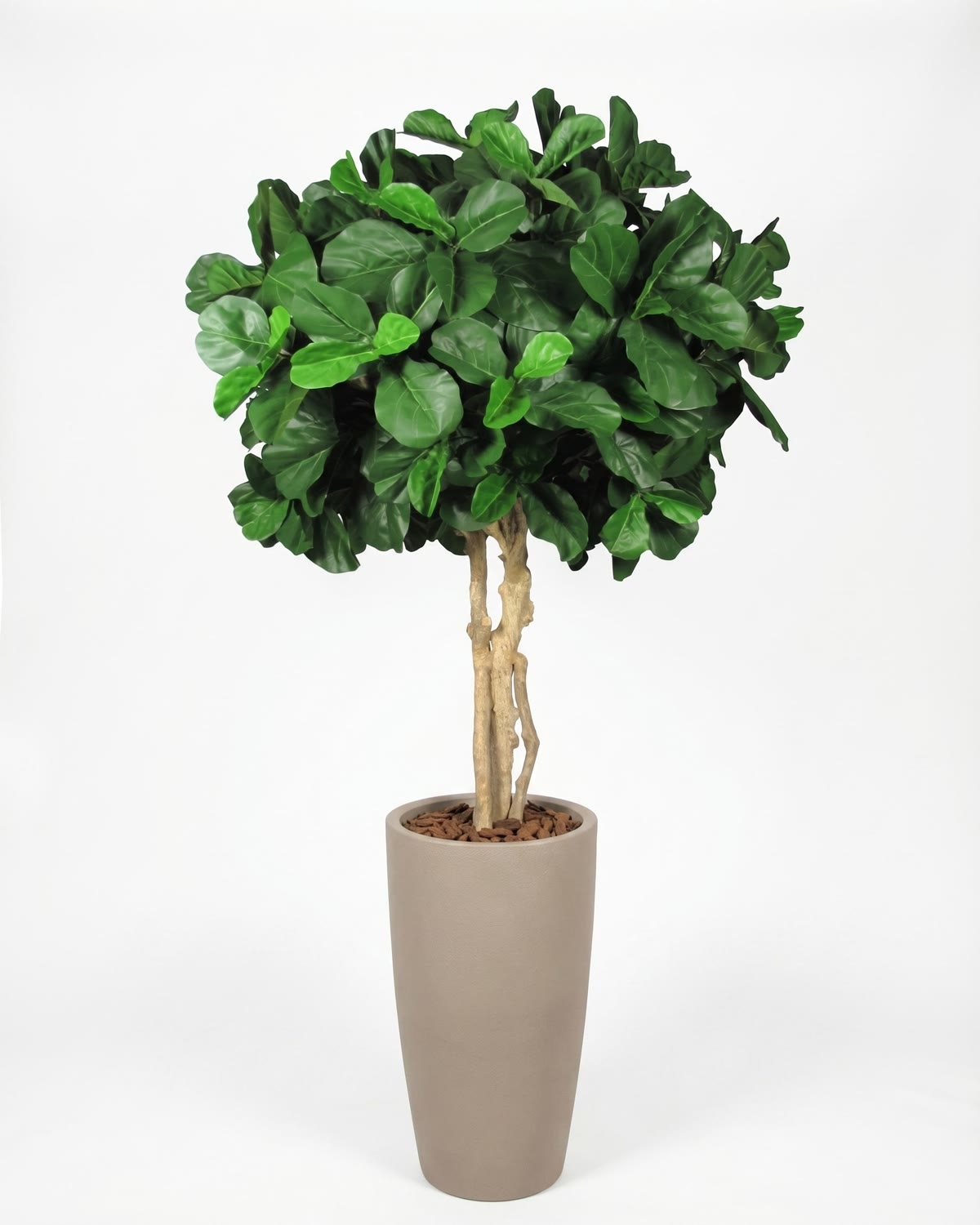 Ficus Lyrata Seminaturale • Verde • Tronco Majestic • UVR