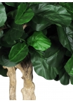 Ficus Lyrata Seminaturale • Verde • Tronco Majestic • UVR