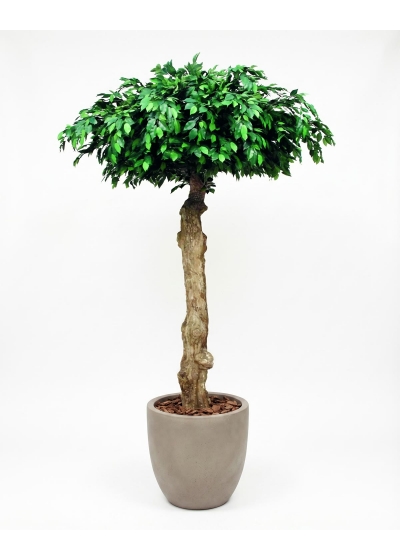 Ficus Seminaturale • Verde • Tronco Umbrella • H. 275 cm