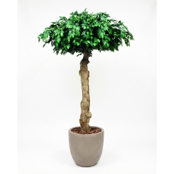 Ficus Seminaturale • Verde • Tronco Umbrella • H. 275 cm