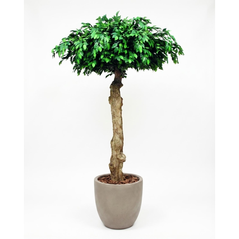 Ficus Seminaturale • Verde • Tronco Umbrella • H. 275 cm