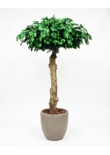 Ficus Seminaturale &bull; Verde &bull; Tronco Umbrella &bull; H. 275 cm
