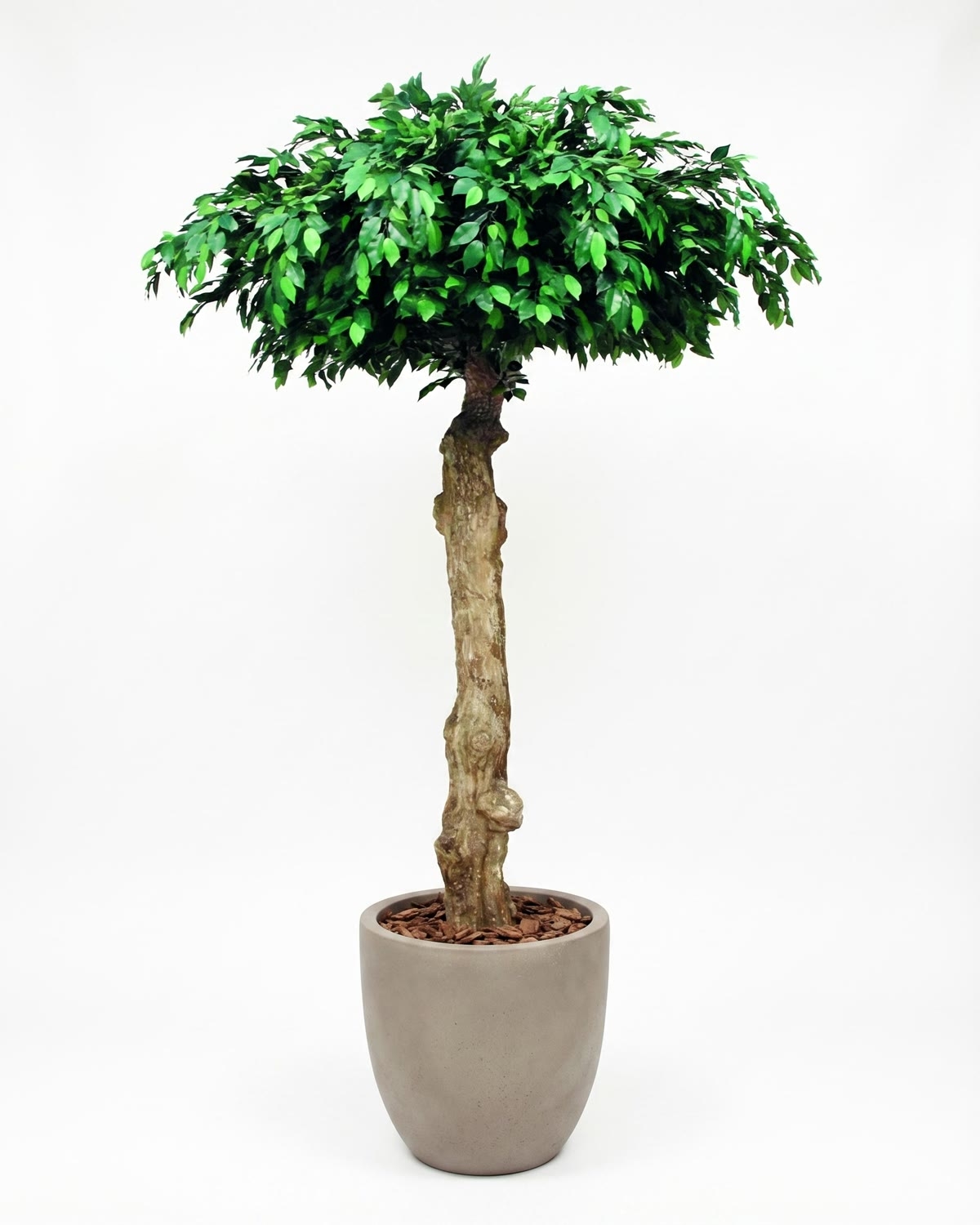 Ficus Seminaturale • Verde • Tronco Umbrella • H. 275 cm